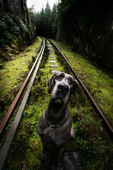 Great Dane at the Bridge