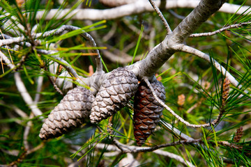 detail of pine cones in pine forest near barbate, andalusia, spain