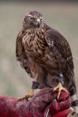 Jastrząb gołębiarz (Accipiter gentilis)