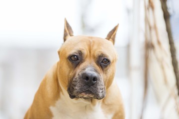 american staffordshire terrier dog head close up 