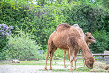 Camels in a Zoo