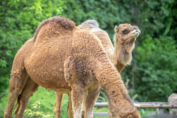 Camels in a Zoo