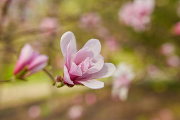 Obraz premium Macro of purple magnolia