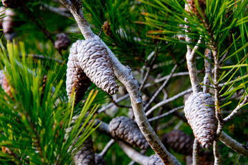 detail of pine cones in pine forest near barbate, andalusia, spain