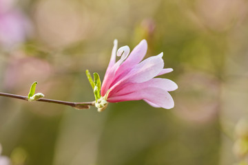 Macro of purple magnolia