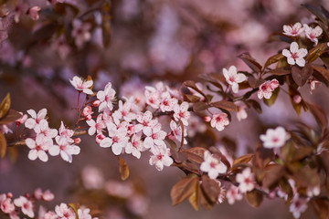 Blossoming of the apricot tree in spring time with white beautiful flowers.