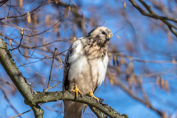 bussard