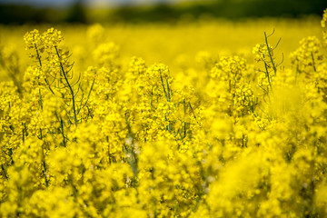 Obraz premium Raps field landscape