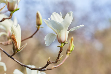 White magnolia flower