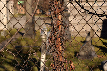 Creepy brown dead vine closeup texture with cemetery background
