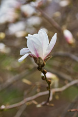 White big Magnolia