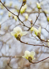 White magnolia flowering background. Botanical background.