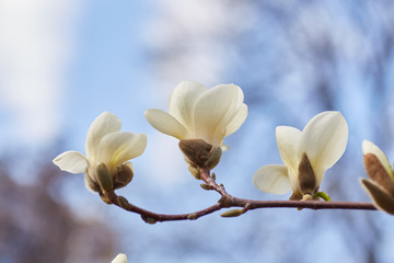 White big Magnolia