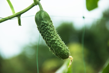 The growth and blooming of greenhouse cucumbers. the Bush cucumbers on the trellis. Cucumbers vertical planting. Growing organic food. Cucumbers harvest