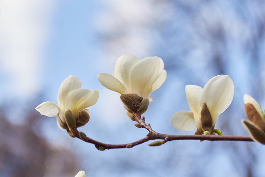Fototapeta White big Magnolia