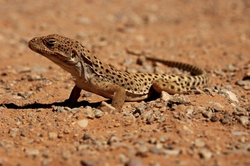 Lizzard