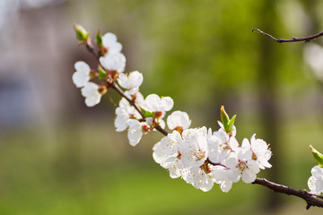 Fototapeta premium Spring blossom background. Beautiful nature scene with blooming tree and sun flare.