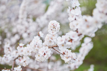 Spring blossom background. Beautiful nature scene with blooming tree and sun flare.