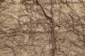 Creepy brown dead vine closeup texture with cemetery background