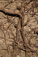 Creepy brown dead vine closeup texture with cemetery background