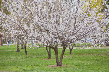 beautiful blooming apple garden
