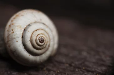Poster The Snail © photoveq