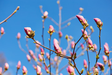 Flower Magnolia flowering against a background of flowers.