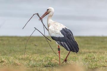 Weißstorch mit ast