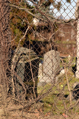 Creepy brown dead vine closeup texture with cemetery background