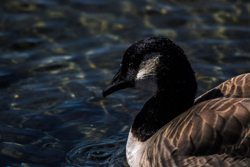 Close up of a Canada Goose