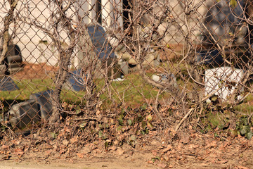 Creepy brown dead vine closeup texture with cemetery background