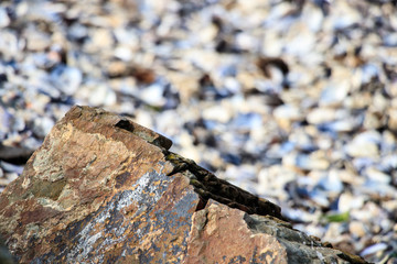rock stone background