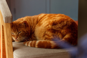 Winter cats in the sun