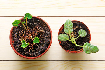 Plants in pots on a wood background