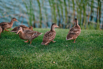 ducks shore lake grass after bathing clean feathers