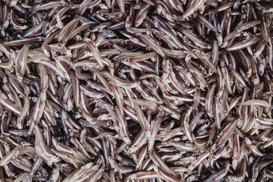 Sri Lankan Fish Market