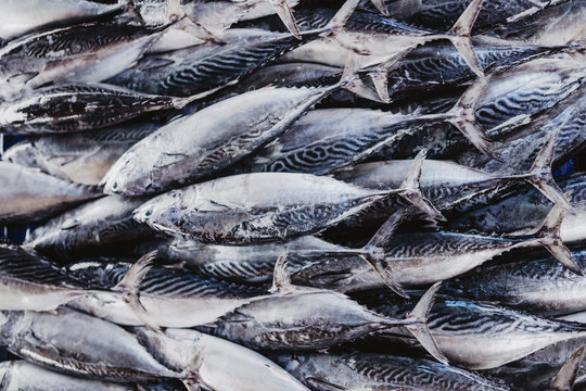Sri Lankan Fish Market