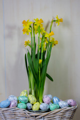 Easter eggs and chick hiding in the grass with daffodil