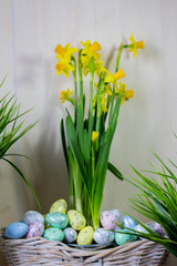 Fototapeta na wymiar Easter eggs and chick hiding in the grass with daffodil