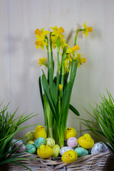 Easter eggs and chick hiding in the grass with daffodil