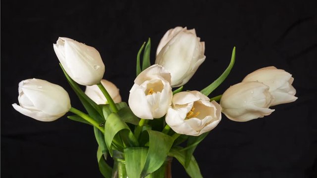 Time-lapse of opening white tulips bouquet with drops. 4k 50 fps time lapse. Studio shot over black.