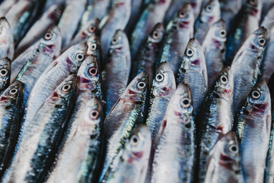 Sri Lankan Fish Market