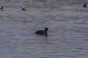 Lago Papere in compagnia
