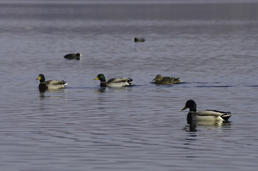 Lago Papere in compagnia