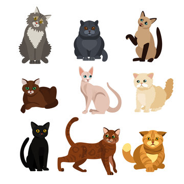 Vector illustrations of cat different breeds set, cute pet animals, lovely kitten on white background in flat style design.