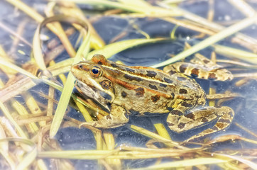 Pelophylax perezi. Beautiful brown frog in the pool, over aquatic plants. Fog effect around. Natural scene with intense colors. Spring season. Sunny day