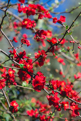 Spring blossom. Red flowers of chaenomeles bush. Japonica quince blooming.
