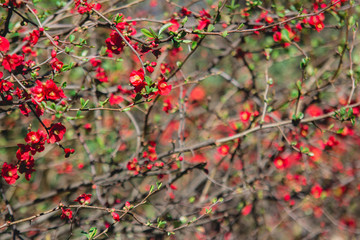 Spring blossom. Red flowers of chaenomeles bush. Japonica quince blooming.