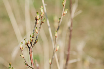 Branches of a currant bush with young buds