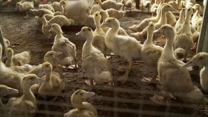 Ducklings on the farm